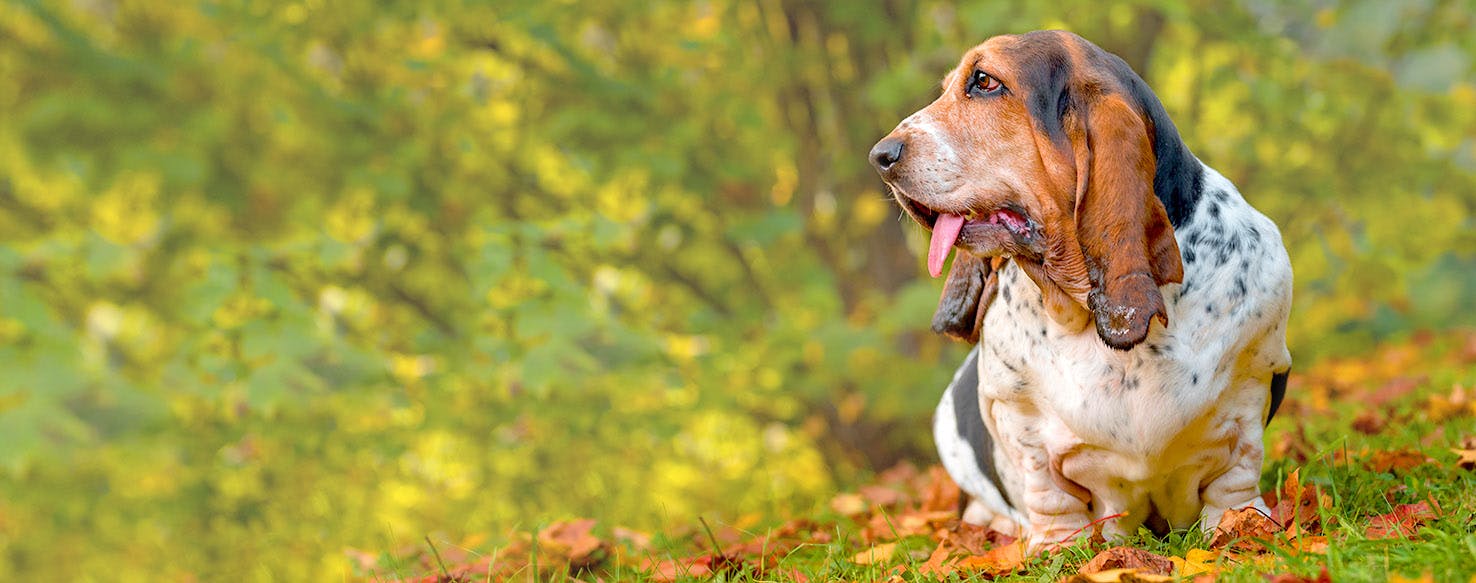 Basset Hound Dog Names Popular Male and Female Names Wag!